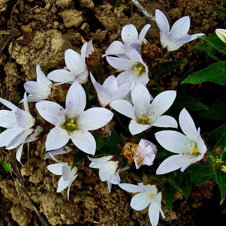 Фото Полевые цветы