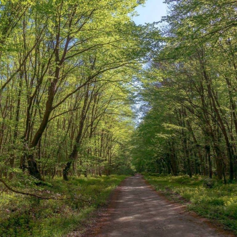 Фото Самурский лес весной