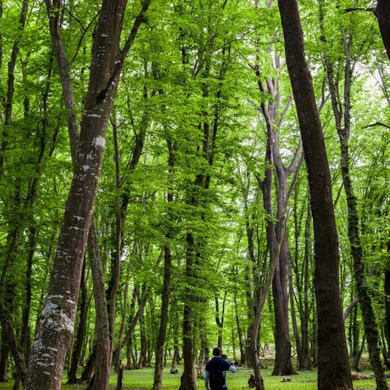 Фото Самурский лес весной
