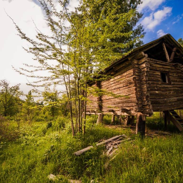 Фото Самурский лес весной