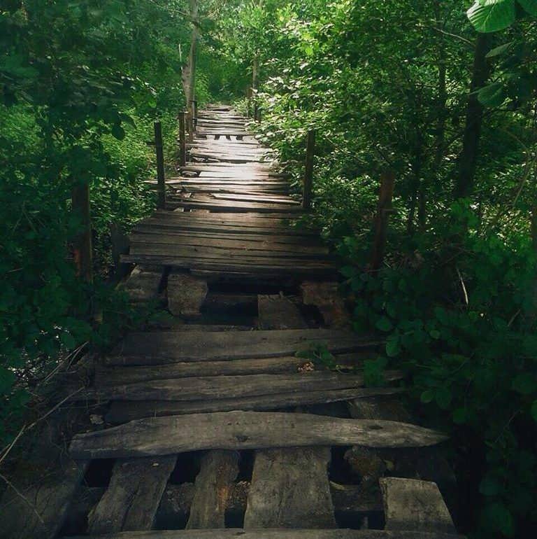 Фото Самурский лес весной