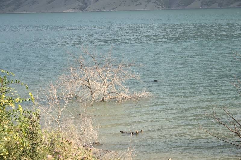 Ирганайское водохранилище, затопленные сады